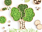 Bandeja Rellenable Arbol, juego sensorial infantil wood medio y wood claro